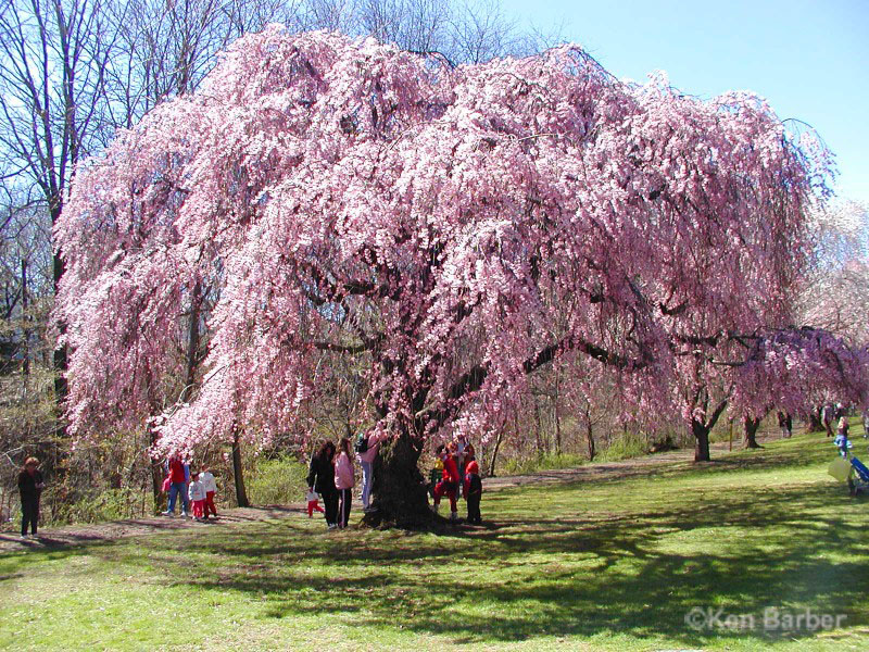 Cherry Blossom Festival  Branch Brook Park in Newark, NJ