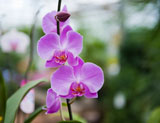 photo:  Pretty flowers at Sickles