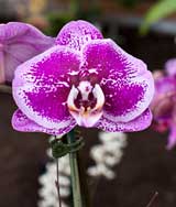 photo:  Orchids