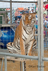 photo:  tiger